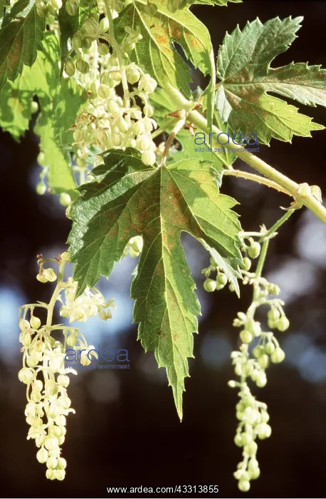 : HOP - male flower : HOP - male flower