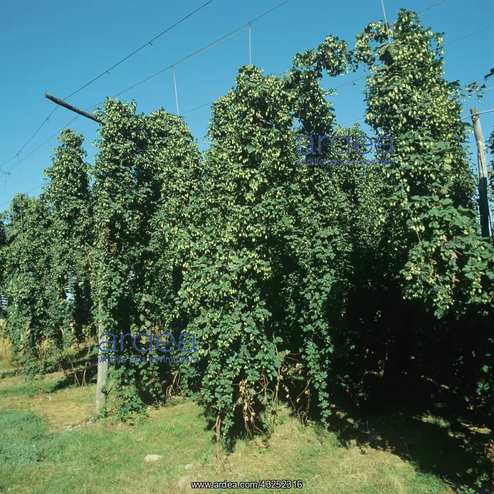 : Hop plants ready for harvest : Hop plants ready for harvest