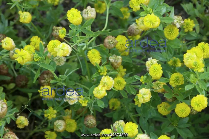  : Hop trefoil