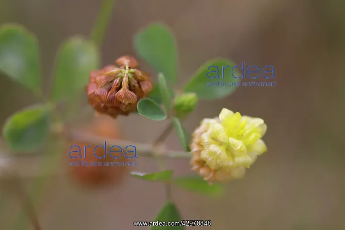  : Hop Trefoil - Flower