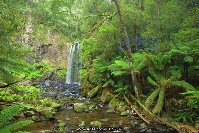 : Hopetoun Falls - beautiful and picturesque waterfall : Hopetoun Falls - beautiful and picturesque waterfall