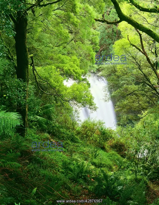 : Hopetoun Falls and temperate rainforest : Hopetoun Falls and temperate rainforest