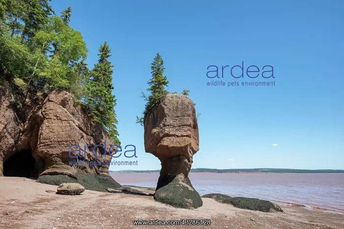 : Hopewell Rocks also Flowerpot Rocks, Bay of Fundy : Hopewell Rocks also Flowerpot Rocks, Bay of Fundy