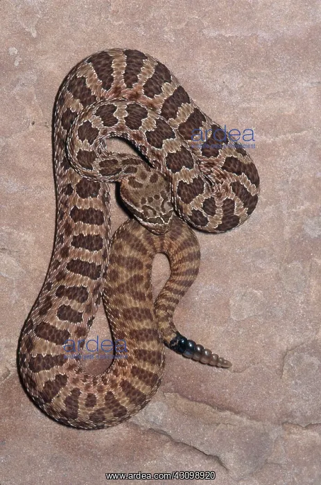 : Hopi Rattlesnake : Hopi Rattlesnake