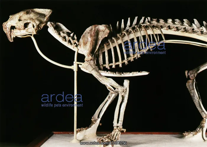 : Hoplophoneus primaevus : Hoplophoneus primaevus