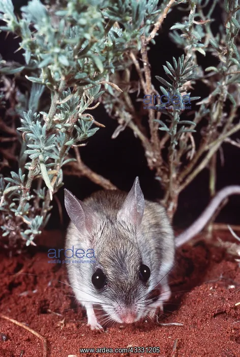 : HOPPING MOUSE : HOPPING MOUSE