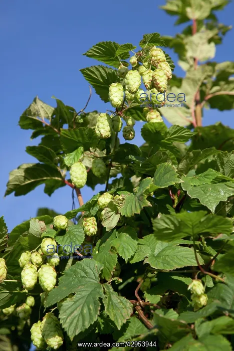 : Hops - growing wild in a hedgerow : Hops - growing wild in a hedgerow