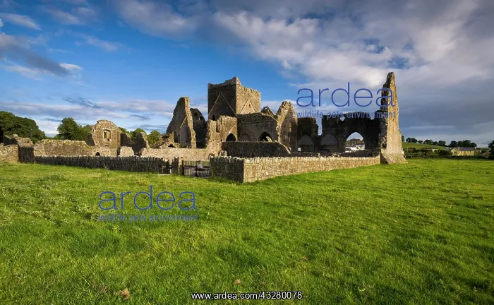  : Hore Abbey, Cashel, County Tipperary, Ireland, Europe