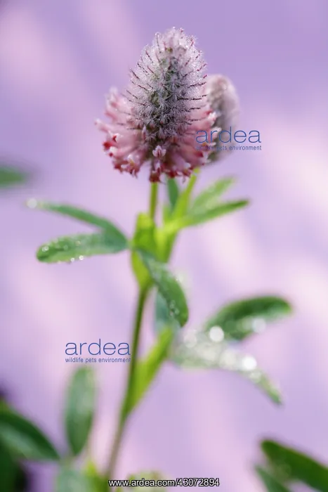 : Horehound, Narrybuyn velutinum : Horehound, Narrybuyn velutinum