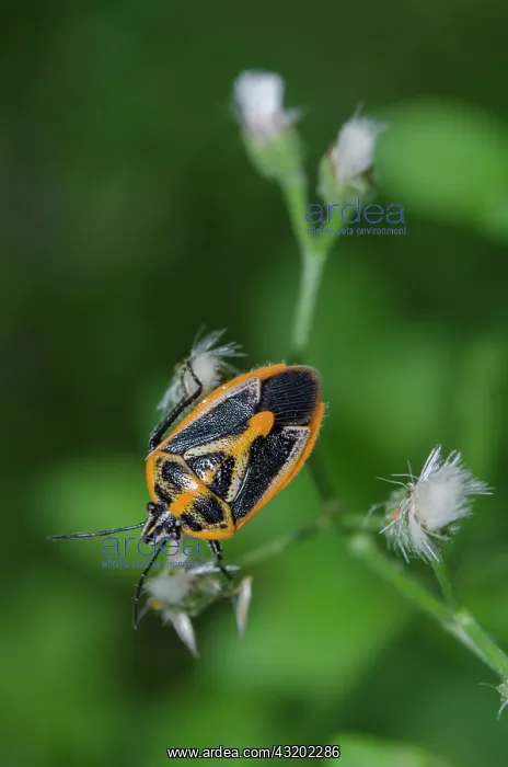 : Horehound Bug on flower - Saba, Bali, Indonesia : Horehound Bug on flower - Saba, Bali, Indonesia
