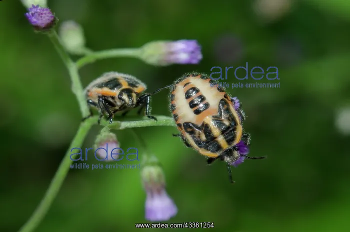 : Horehound Bugs nymphs : Horehound Bugs nymphs