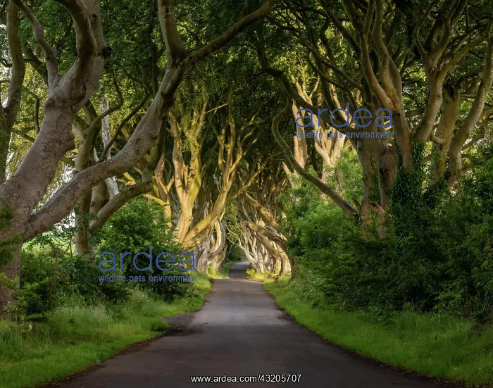  : A horizontal landscape view of the iconic The Dark
