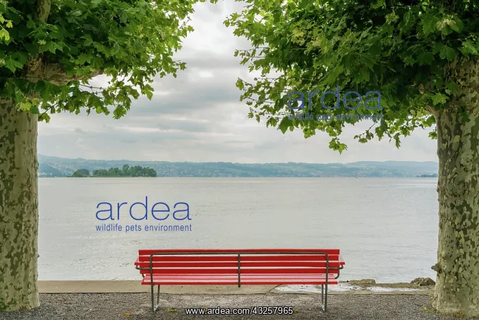 : Horizontal shot of a red park bench on a lake shore : Horizontal shot of a red park bench on a lake shore
