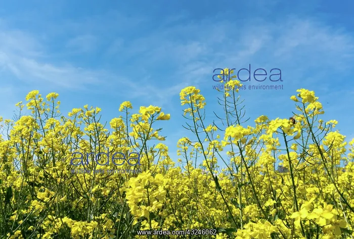  : horizontal view of blossoming canola rapeseed field