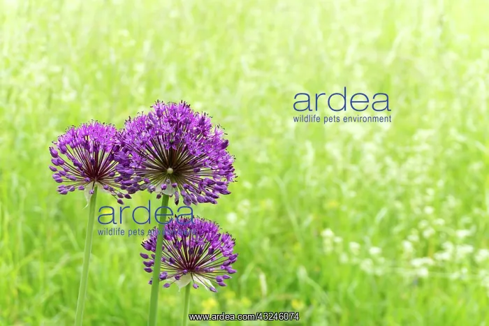 : horizontal view of purple wildflowers up close with : horizontal view of purple wildflowers up close with