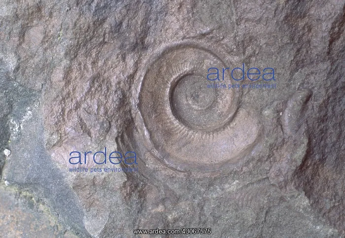 : Hormotoma Fossil : Hormotoma Fossil