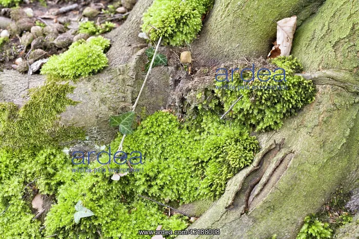 : Horn Calcareous Moss : Horn Calcareous Moss