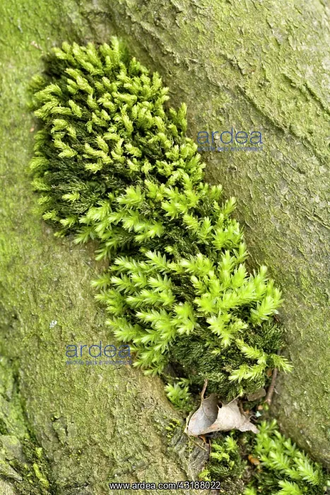 : Horn Calcareous Moss : Horn Calcareous Moss