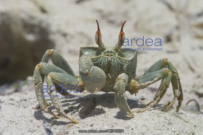 : Horn-eyed Ghost Crab - A swift-running shore crab : Horn-eyed Ghost Crab - A swift-running shore crab