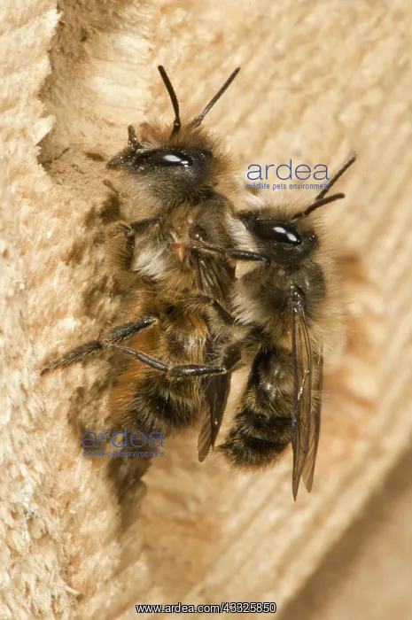 : Horn-Faced Bees Mating : Horn-Faced Bees Mating