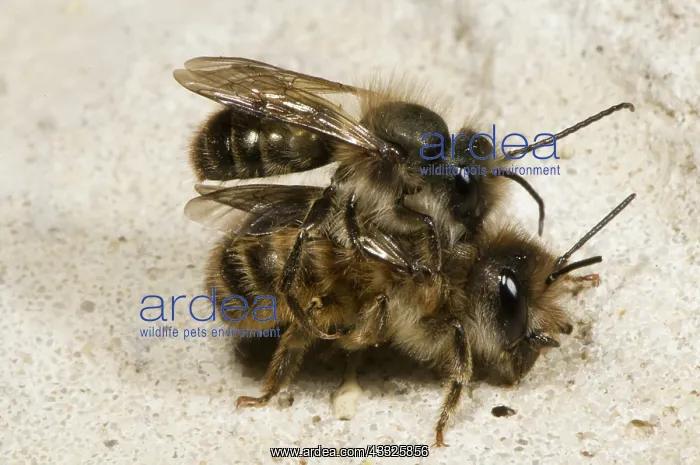 : Horn-Faced Bees Mating : Horn-Faced Bees Mating