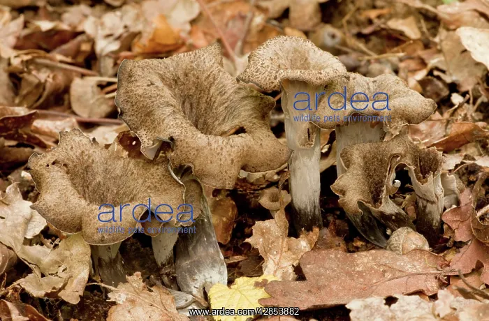 : Horn of Plenty fungus - among woodland leaf litter - Edible : Horn of Plenty fungus - among woodland leaf litter - Edible