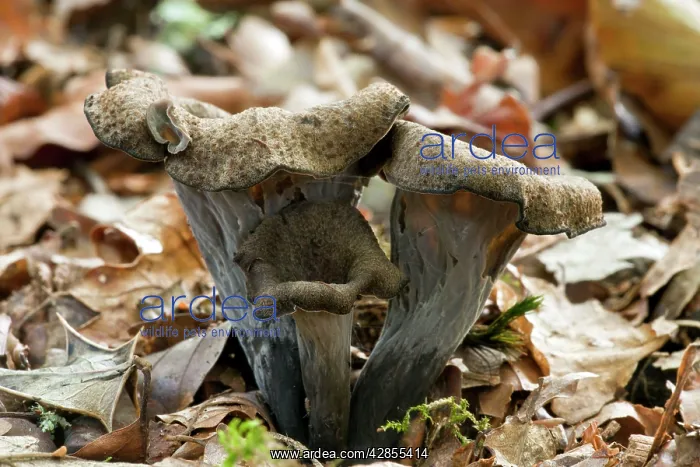 : Horn of Plenty fungus - among woodland leaf litter - Edible : Horn of Plenty fungus - among woodland leaf litter - Edible