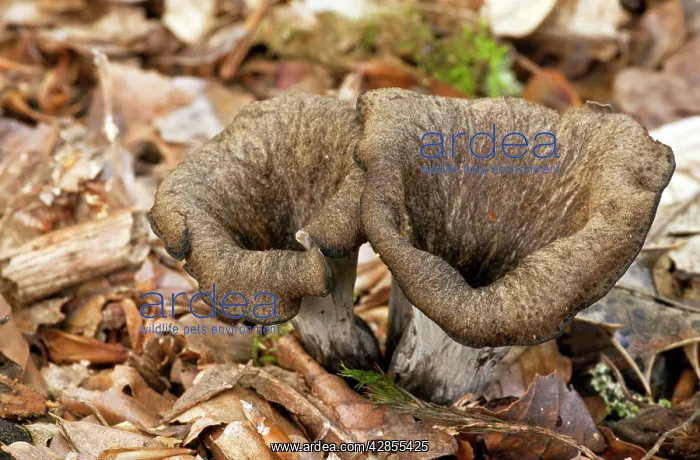 : Horn of Plenty fungus - among woodland leaf litter - Edible : Horn of Plenty fungus - among woodland leaf litter - Edible