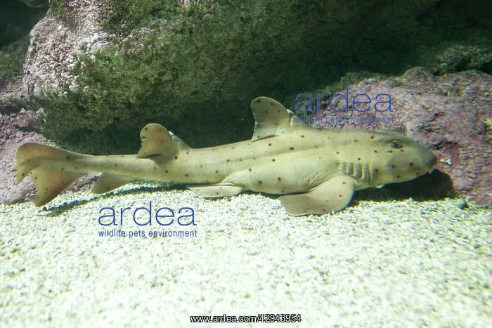  : Horn shark