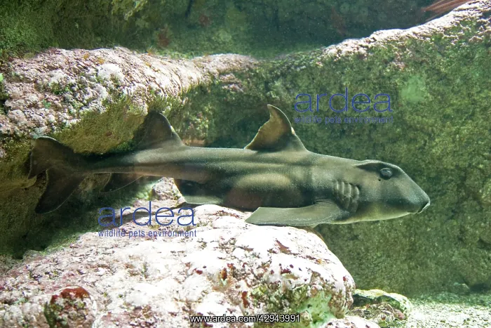 : Horn shark : Horn shark