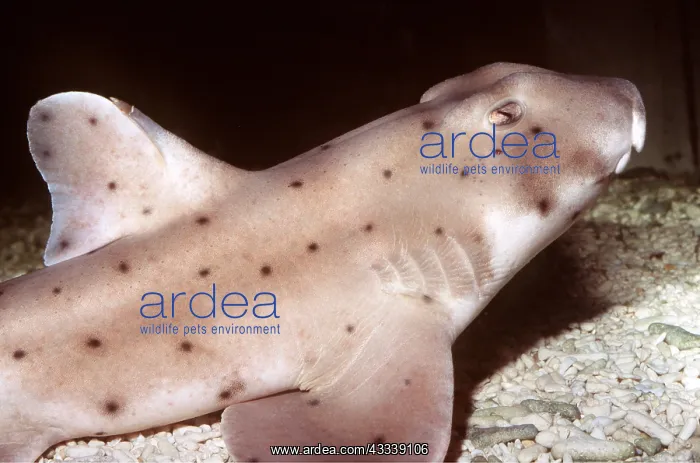 : HORN SHARK : HORN SHARK