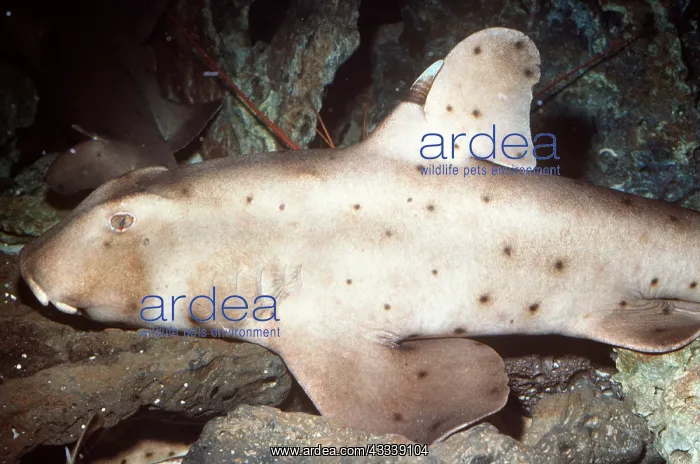 : HORN SHARK - RESTING ON SEABED : HORN SHARK - RESTING ON SEABED