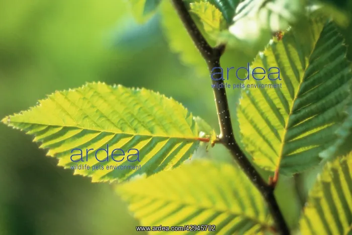 : Hornbeam. Carpinus Betula, Hornbeam, Carpinus betulus : Hornbeam. Carpinus Betula, Hornbeam, Carpinus betulus
