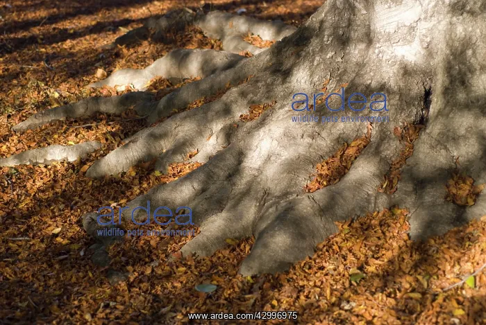 : Hornbeam, Carpinus betula : Hornbeam, Carpinus betula