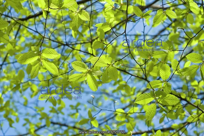: Hornbeam, Carpinus betulus : Hornbeam, Carpinus betulus