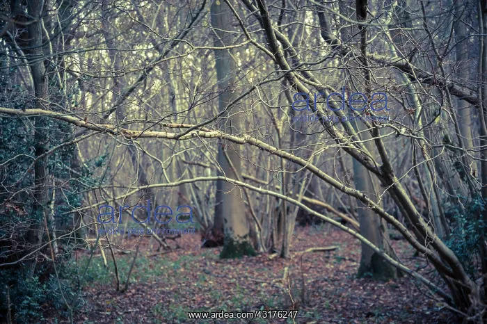  : Hornbeam, Carpinus betulus woodland in winter with