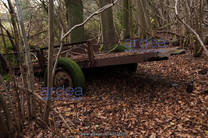 : Hornbeam, Carpinus betulus. Woodland in winter with : Hornbeam, Carpinus betulus. Woodland in winter with