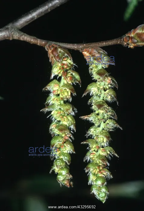 : HORNBEAM - close-up of catkins : HORNBEAM - close-up of catkins