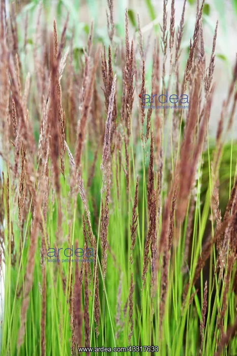 : Hornbeam, Feather reed grass, Calamagrostis x acutiflora : Hornbeam, Feather reed grass, Calamagrostis x acutiflora