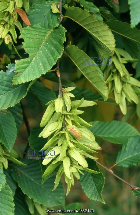 : HORNBEAM - IN FRUIT : HORNBEAM - IN FRUIT