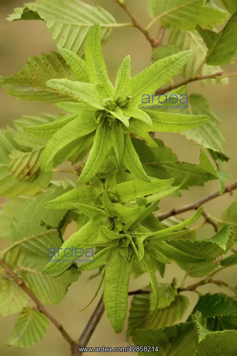 : Hornbeam in fruit, showing large bracts : Hornbeam in fruit, showing large bracts