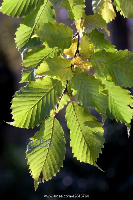 : Hornbeam - leaves : Hornbeam - leaves