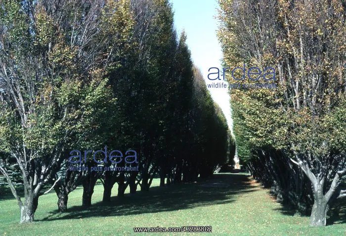 : HORNBEAM - rows : HORNBEAM - rows