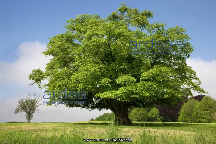  : Hornbeam Tree