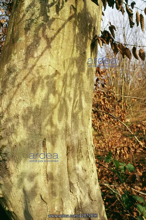  : Hornbeam Tree