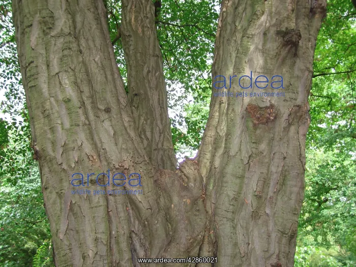 : Hornbeam Tree trunk : Hornbeam Tree trunk