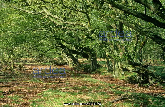  : HORNBEAM TREES
