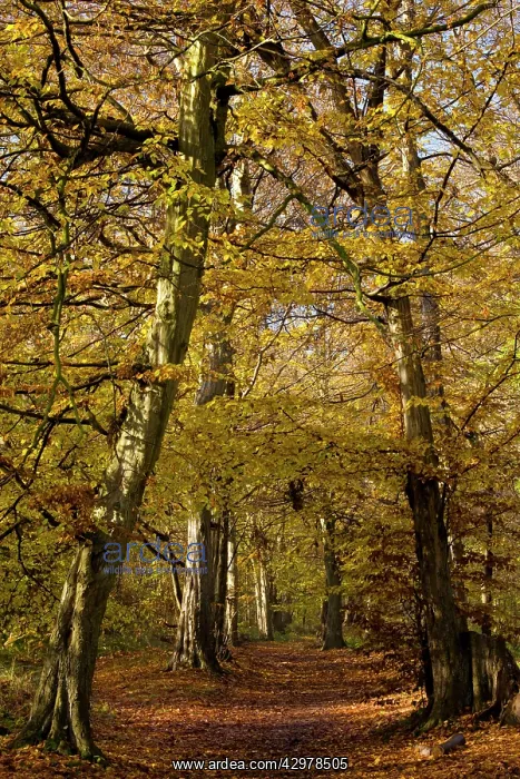 : Hornbeam Trees - Pathway through old hornbeams : Hornbeam Trees - Pathway through old hornbeams