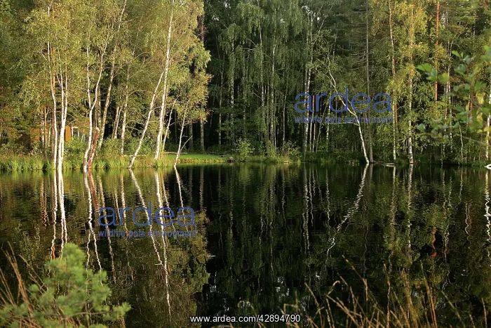 : Hornbeam Trees - around water at sunset : Hornbeam Trees - around water at sunset