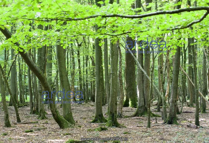 : Hornbeams - Undergrowth of hornbeams during winter : Hornbeams - Undergrowth of hornbeams during winter